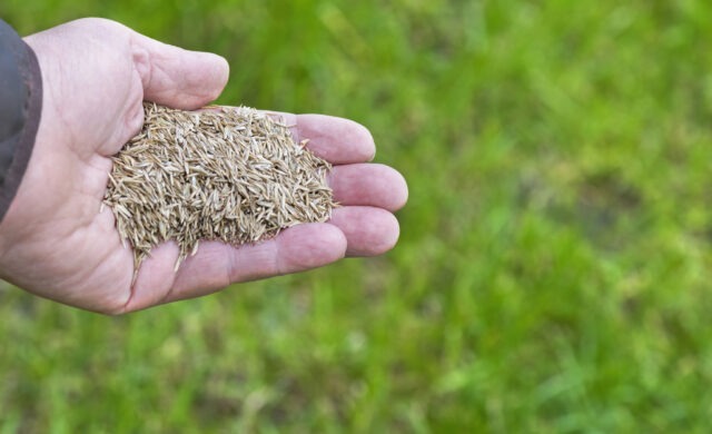 Thumbnail for the article Is it time? What aeration and overseeding can do for your lawn